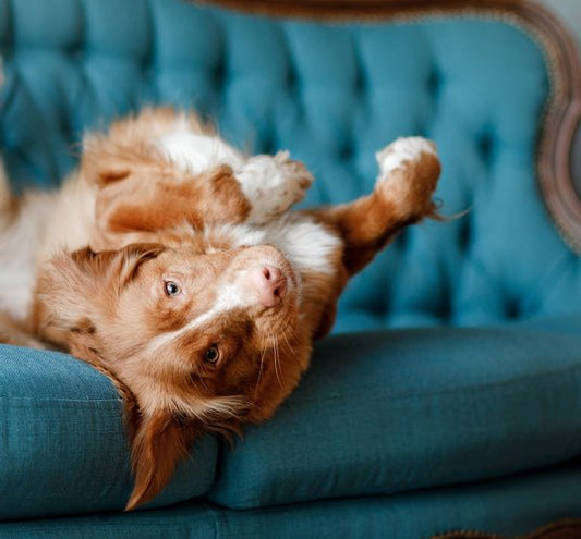 Should You Let Your Dog on the Furniture? - McCann Professional Dog Trainers