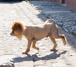 Should You Shave Your Dog for Summer? - McCann Professional Dog Trainers