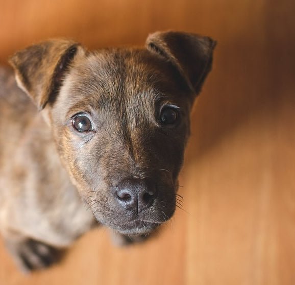 Should You Socialize That Puppy? - McCann Professional Dog Trainers