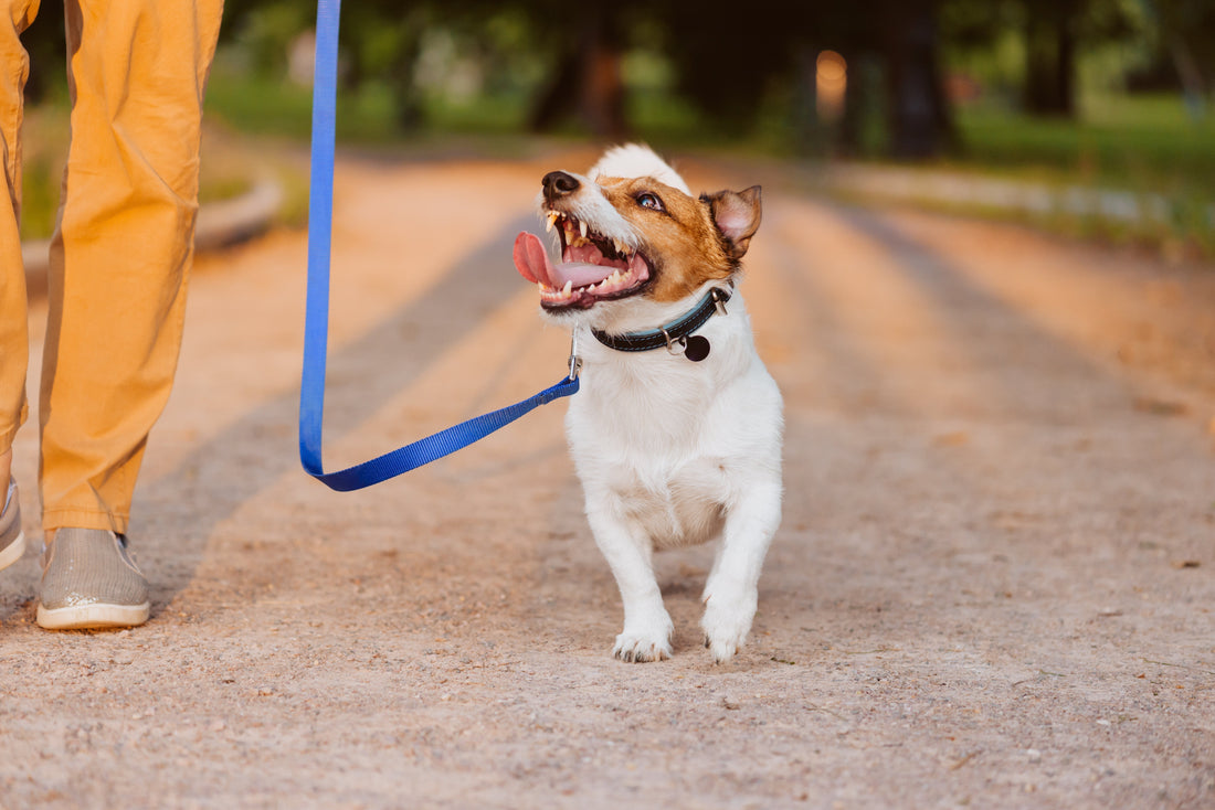The Ancaster Dog Owner's Guide to Socialization Done Right | Dog Training in Ancaster | McCann Professional Dog Trainers