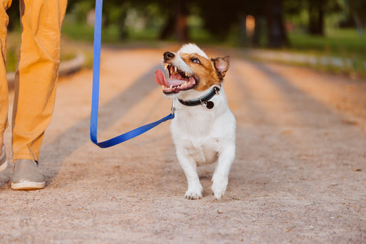The Ancaster Dog Owner's Guide to Socialization Done Right | Dog Training in Ancaster | McCann Professional Dog Trainers