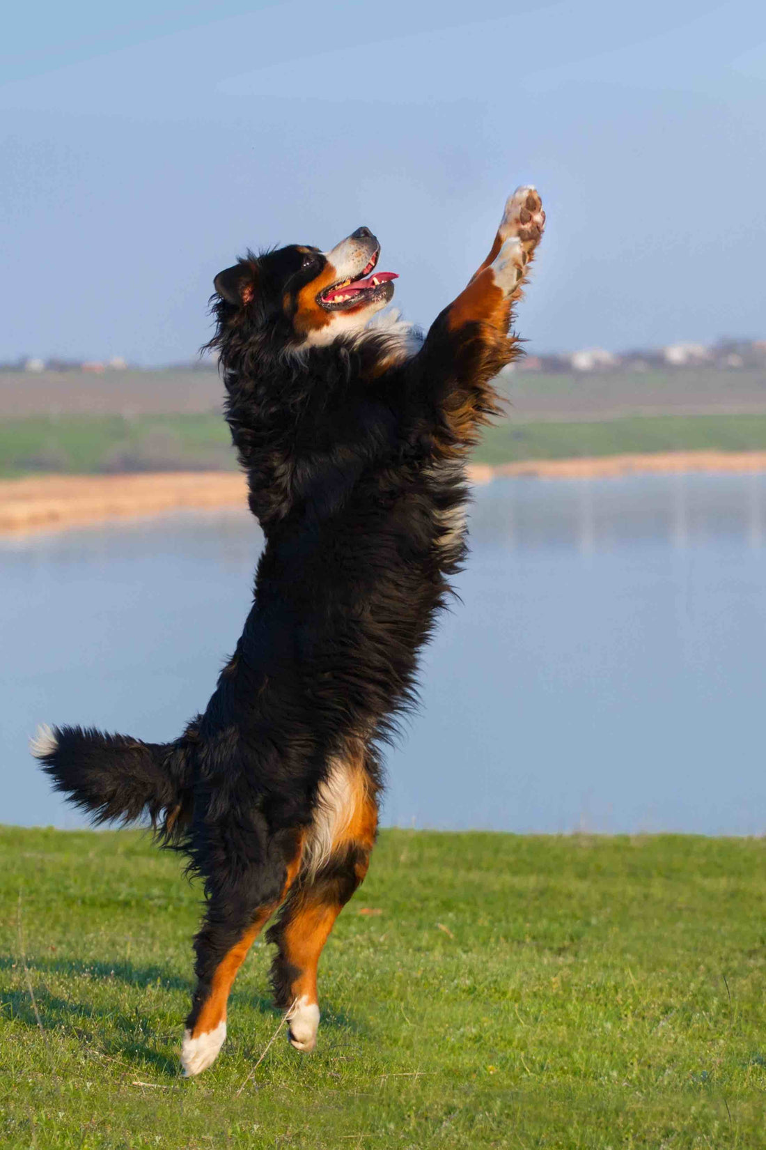 Your Dog Has Already Figured Out Who Lets Them Jump | Dog Training in Cambridge | McCann Professional Dog Trainers