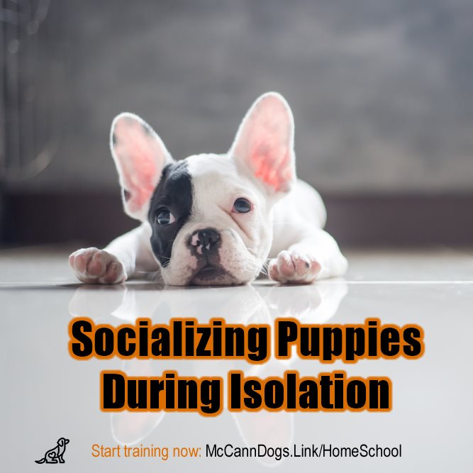 Socializing Puppies in the Days of COVID - McCann Professional Dog Trainers
