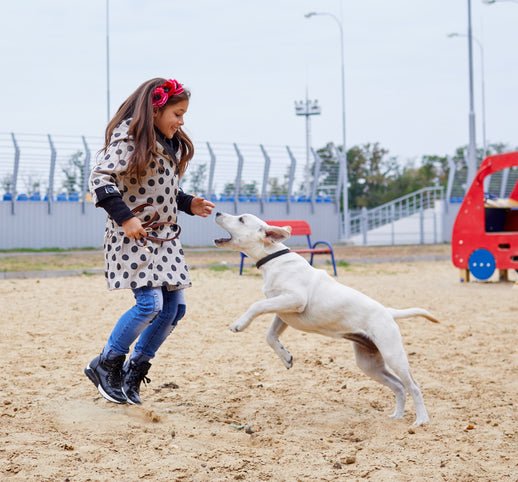 Stop Your Dog from Jumping Up! - McCann Professional Dog Trainers
