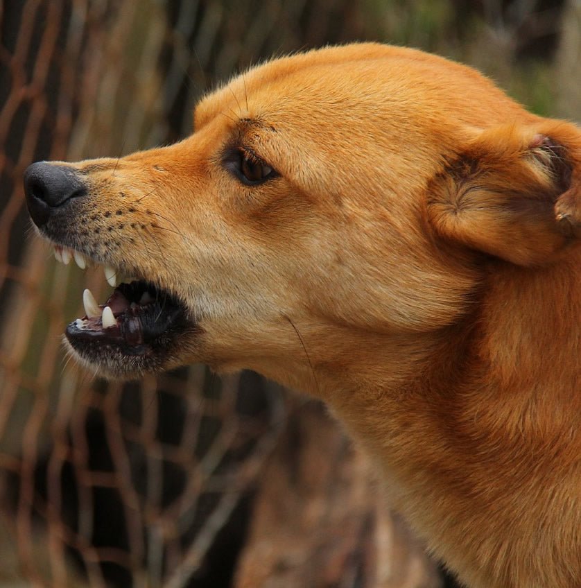 Stress & Calming Signals: Visual Breakdown of a Dog Bite - McCann Professional Dog Trainers