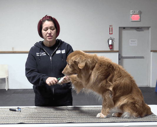 Taking the Fear out of Nail Trimming - McCann Professional Dog Trainers