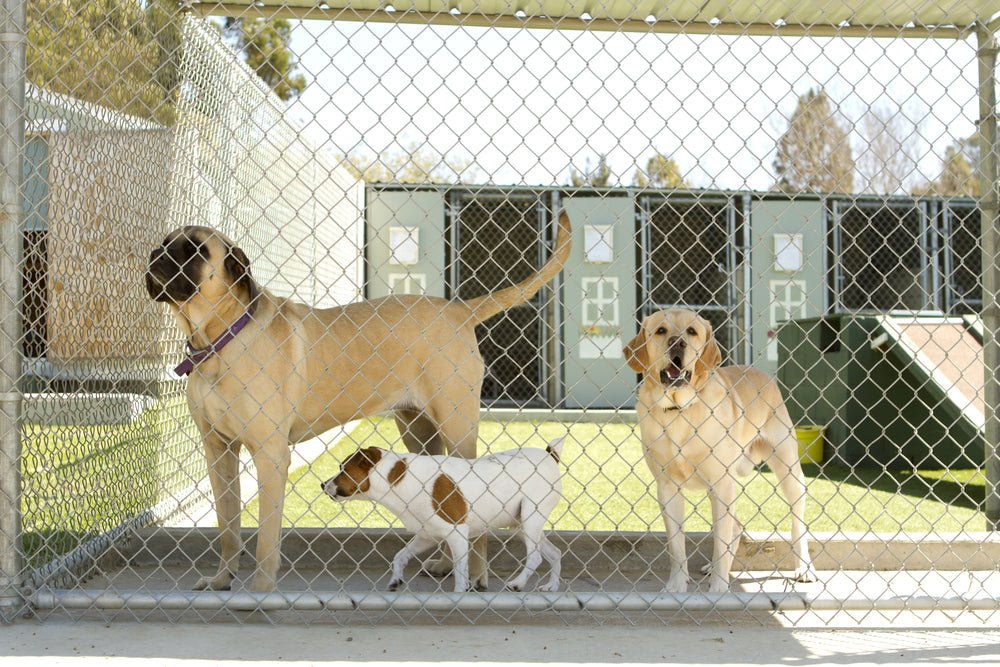 Taking the Stress out of Boarding Your Dog - McCann Professional Dog Trainers