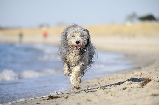 Teach Your Dog to Come When Called - McCann Professional Dog Trainers