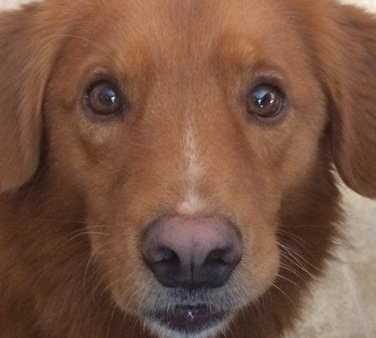 Teach Your Dog to have Amazing Attention! - McCann Professional Dog Trainers