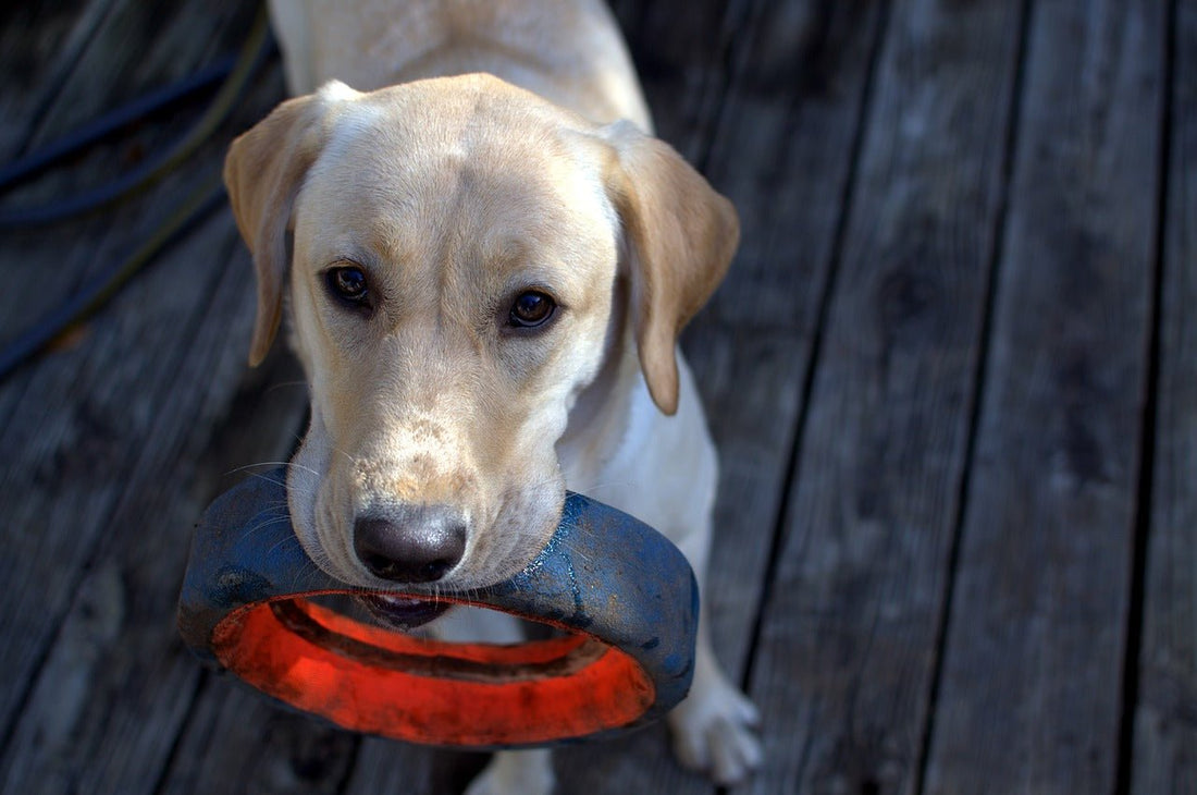 Teach Your Dog to Retrieve - McCann Professional Dog Trainers