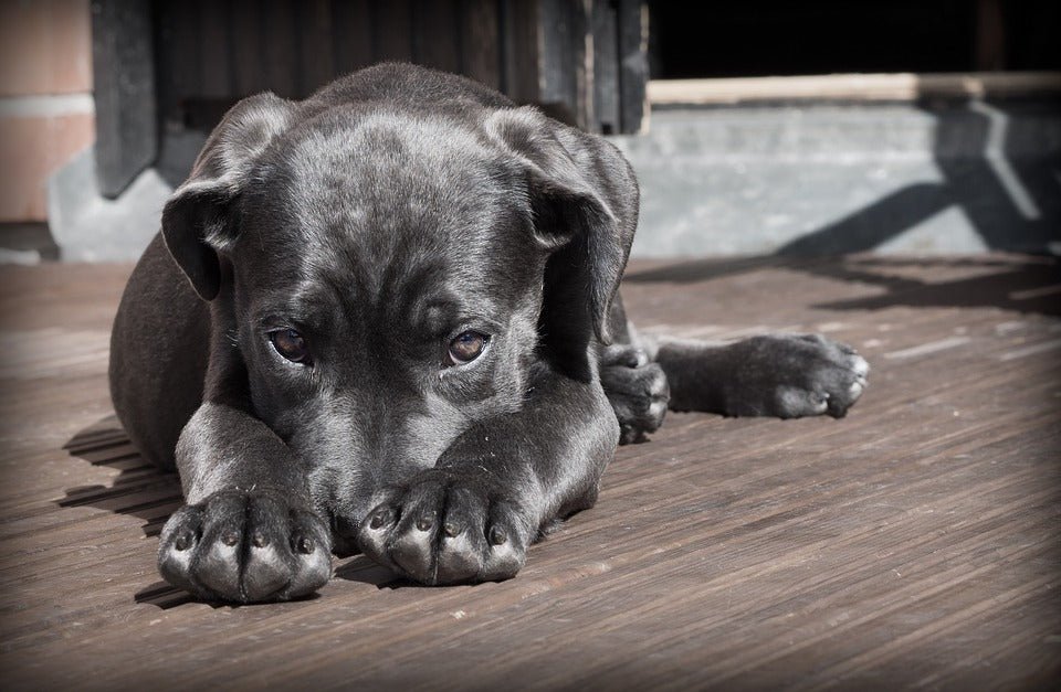 That Dog is GUILTY! He Knows He Did Something Wrong! - McCann Professional Dog Trainers