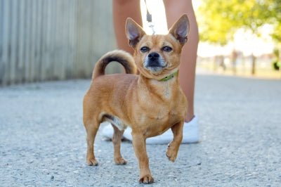 The Benefits of Dog Trick Training - McCann Professional Dog Trainers