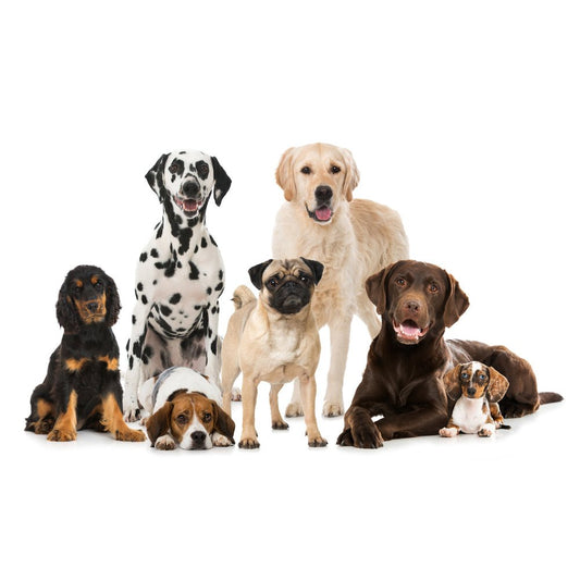 The BEST Breed of Dog for You - McCann Professional Dog Trainers