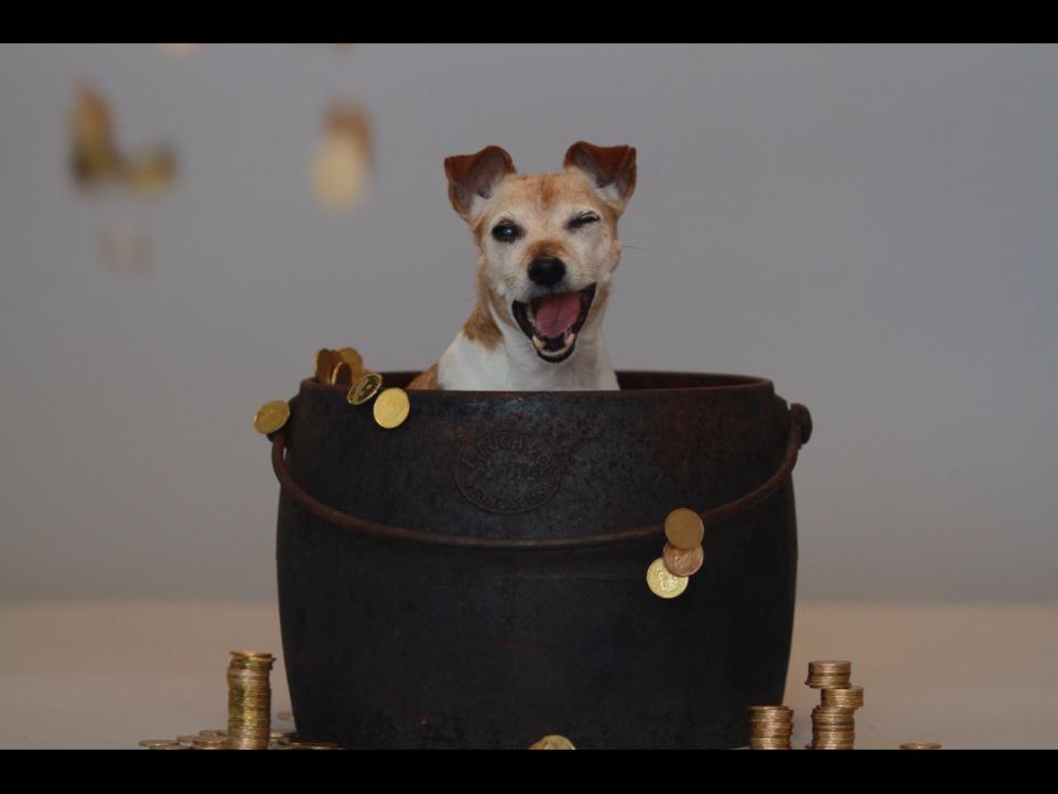 The Cost of a Puppy - McCann Professional Dog Trainers