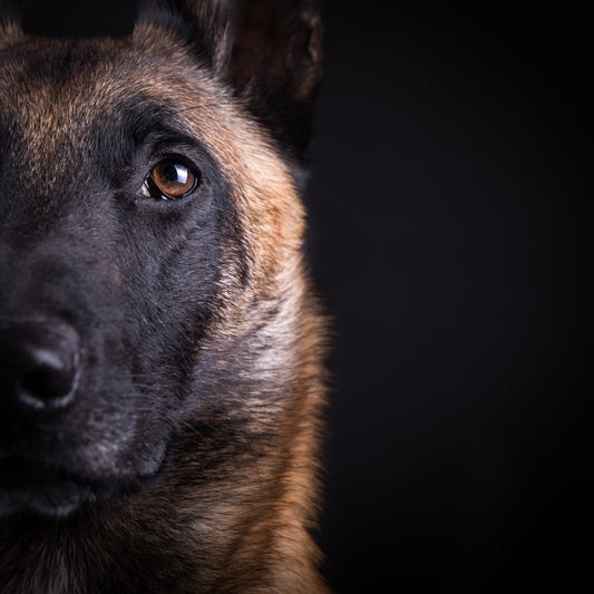 The Deadliest Man on Earth can Handle a Malinois - Can You? - McCann Professional Dog Trainers