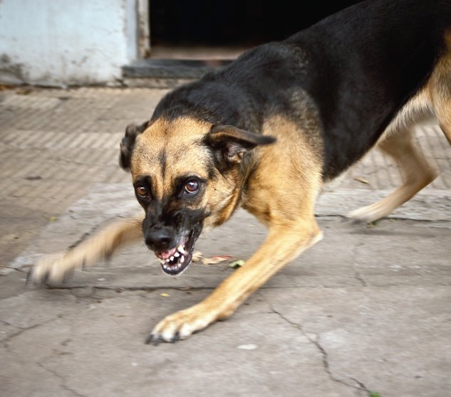 The Problem with 'Common Sense' and Dogs - McCann Professional Dog Trainers