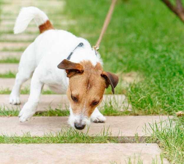 The Sniff Walk - Should You? - McCann Professional Dog Trainers