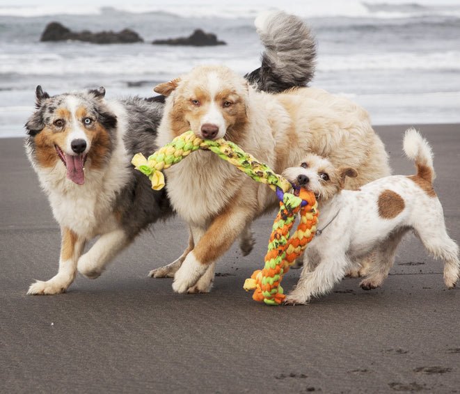 Game-Based Learning vs. Gamification for Dogs: A Complete Guide to Effective Training 3 The Trouble with Dog-to-dog Play – McCann Professional Dog Trainers