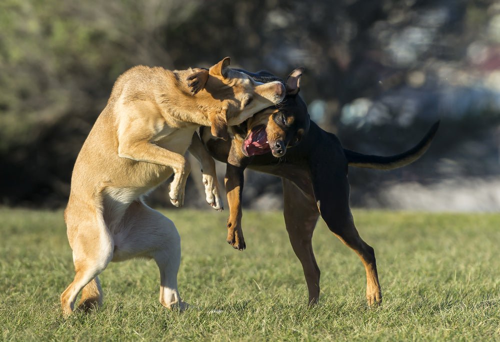 The Truth About Dog Parks - McCann Professional Dog Trainers