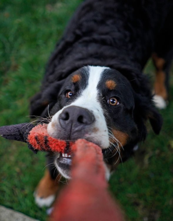 The Truth about Playing Tug with your Dog - McCann Professional Dog Trainers