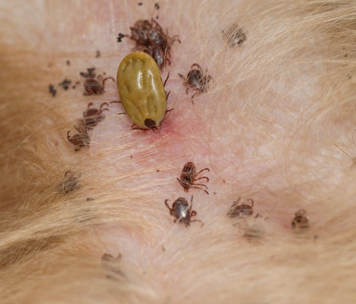 Ticks are Here to Stay - McCann Professional Dog Trainers