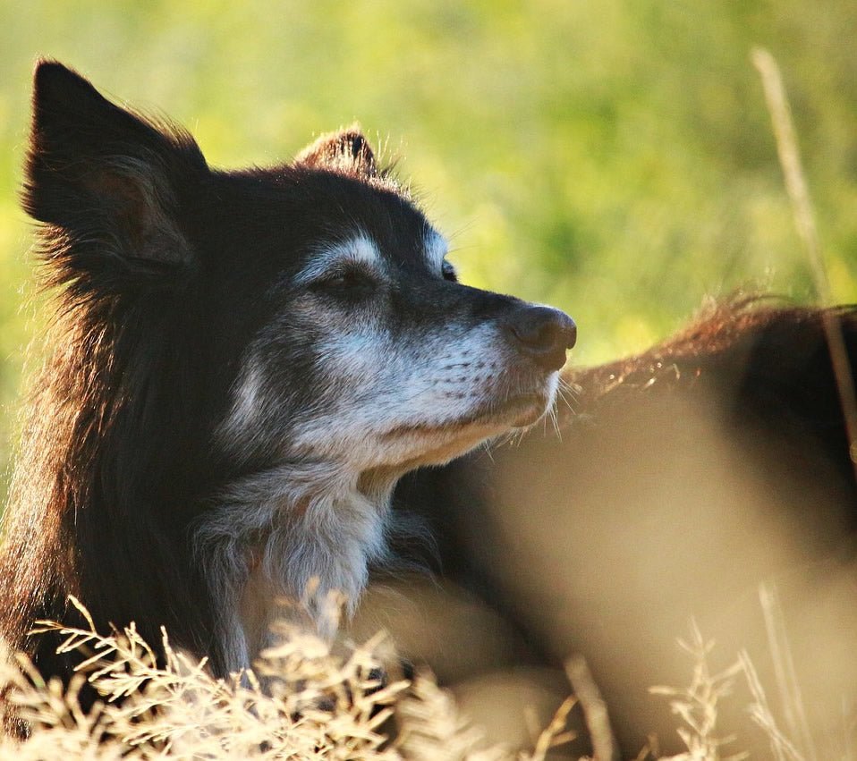 Tips to Keep Your Senior Dogs Happy & Healthy - McCann Professional Dog Trainers