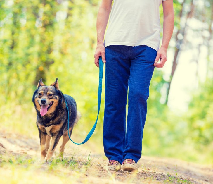 Tips to Teach Your Dog to Walk Nicely on Leash - McCann Professional Dog Trainers