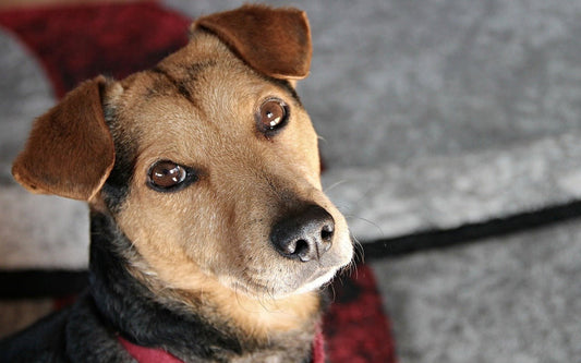 To Be Loved by a Dog - McCann Professional Dog Trainers
