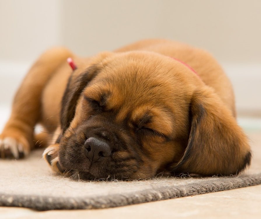 To Do List for You and Your New Puppy - McCann Professional Dog Trainers