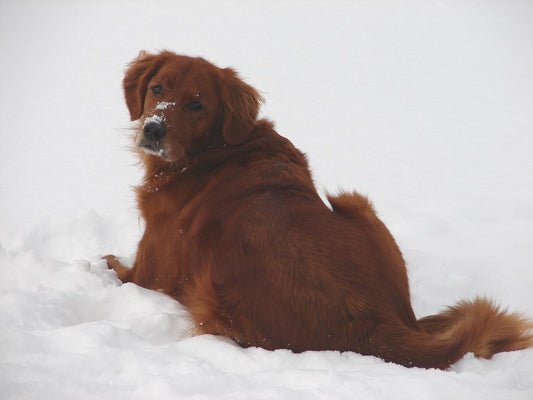 Too Cold to Go Outside? Fun Times Indoors with your Dog! - McCann Professional Dog Trainers