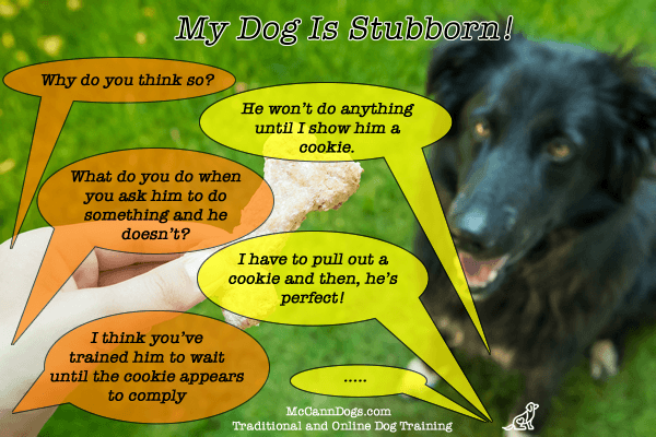 TRAIN - Bribe VS Reward - What's the Difference? - McCann Professional Dog Trainers