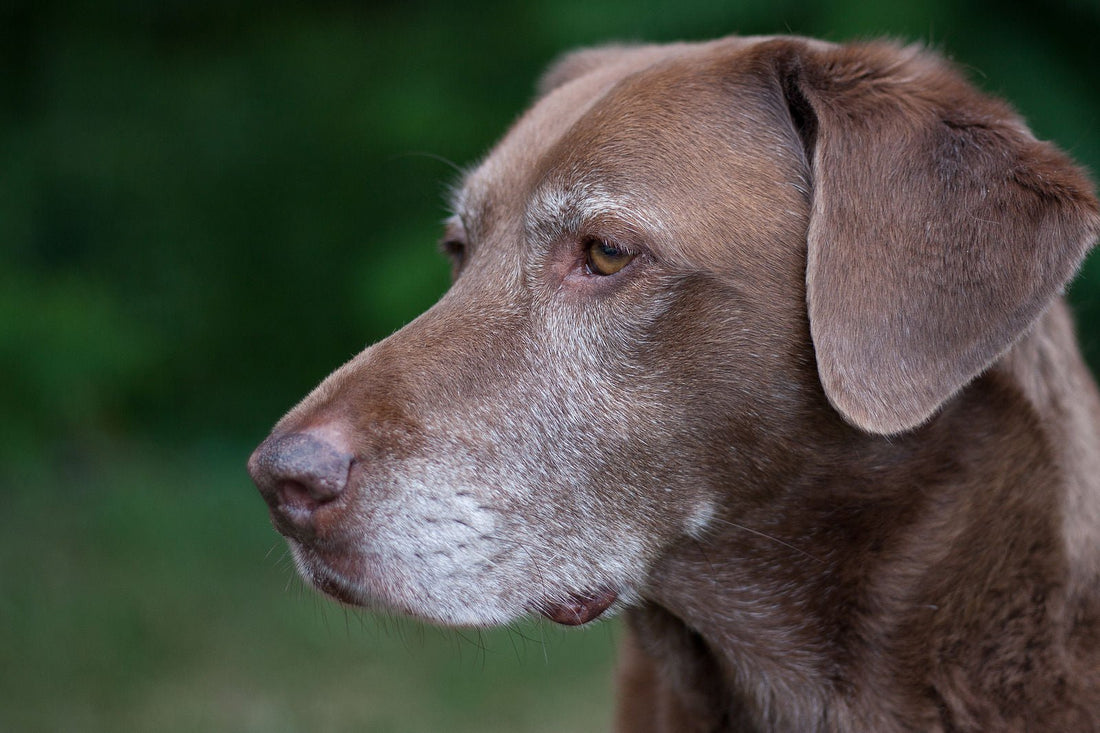 Training a Senior Dog - McCann Professional Dog Trainers