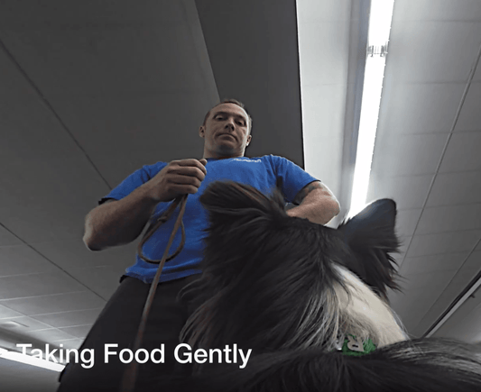 Training From the Dog’s Perspective - McCann Professional Dog Trainers