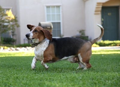 Training Your Dog Through Distractions - McCann Professional Dog Trainers