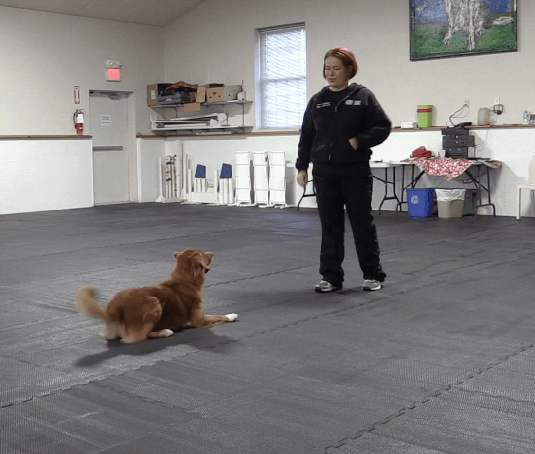 Trick Tuesday: Back Up - McCann Professional Dog Trainers