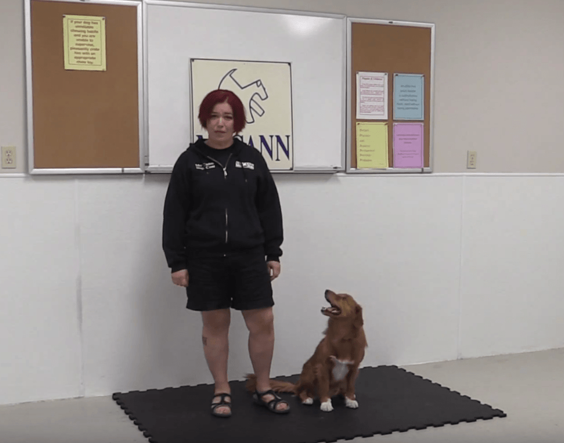Trick Tuesday: *BANG* - Play Dead - McCann Professional Dog Trainers