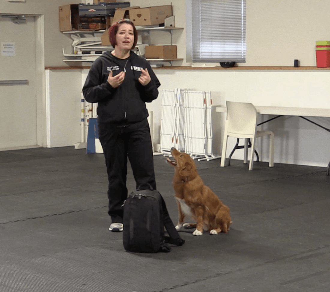 Trick Tuesday: Chin Target - McCann Professional Dog Trainers