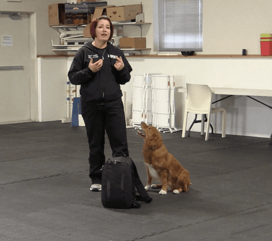 Trick Tuesday: Chin Target - McCann Professional Dog Trainers