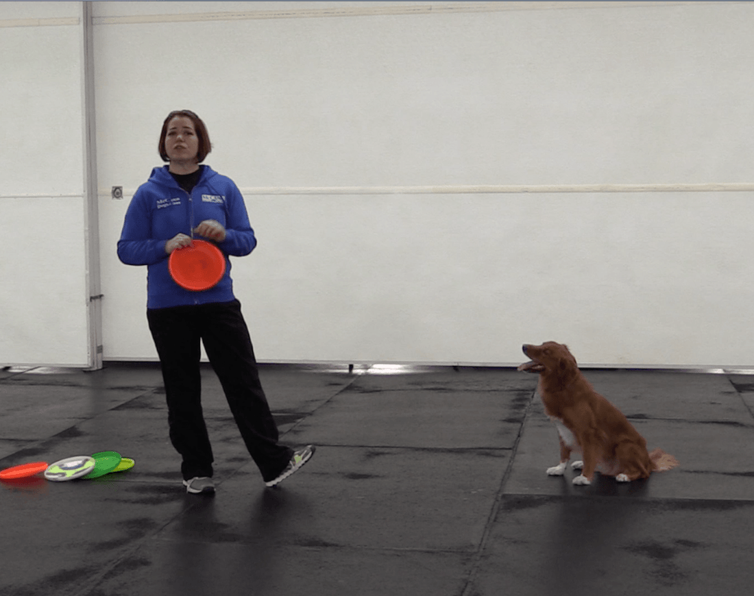 Trick Tuesday: Frisbee Juggling - McCann Professional Dog Trainers
