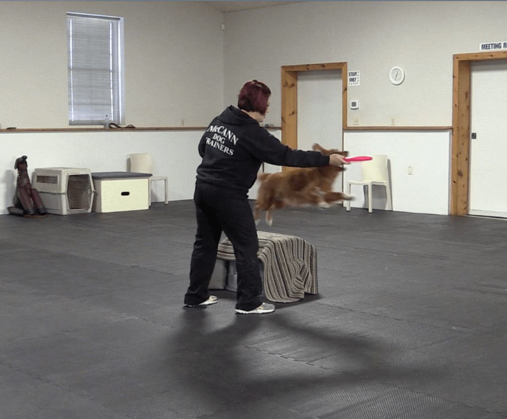 Trick Tuesday: Frisbee Vault - McCann Professional Dog Trainers