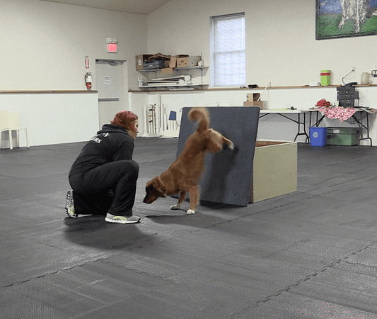 Trick Tuesday: Hand Stand - McCann Professional Dog Trainers