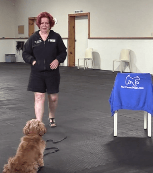 Trick Tuesday: Hand Target - McCann Professional Dog Trainers