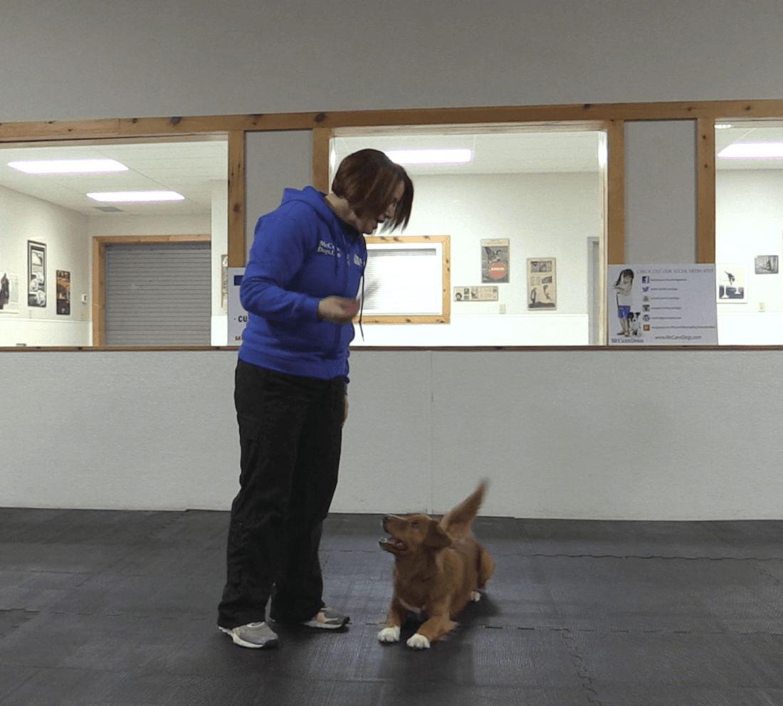 Trick Tuesday: Head Down - McCann Professional Dog Trainers