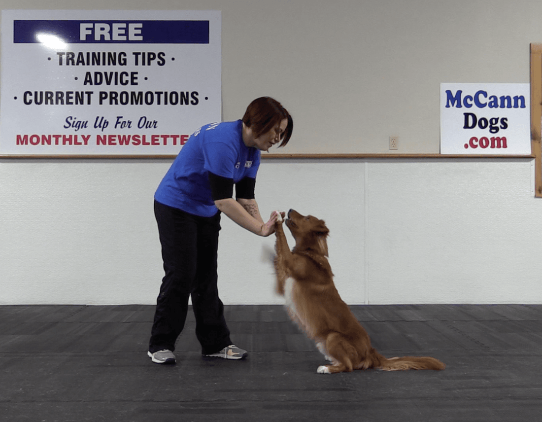 Trick Tuesday: High 10 - McCann Professional Dog Trainers