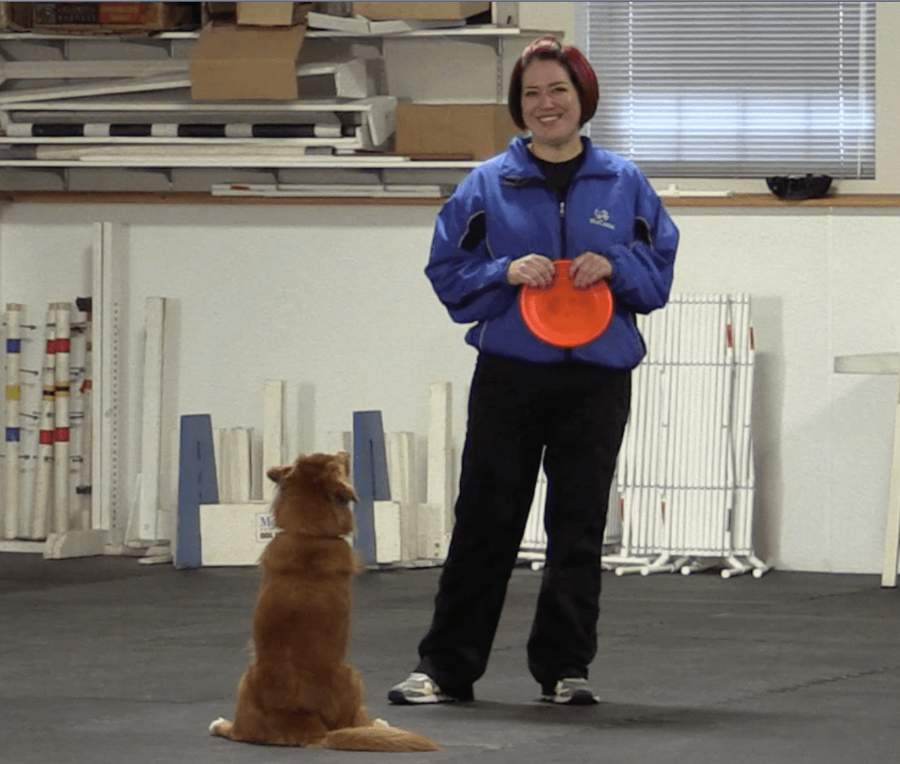Trick Tuesday: Introduce Your Dog to Frisbee Tricks - McCann Professional Dog Trainers