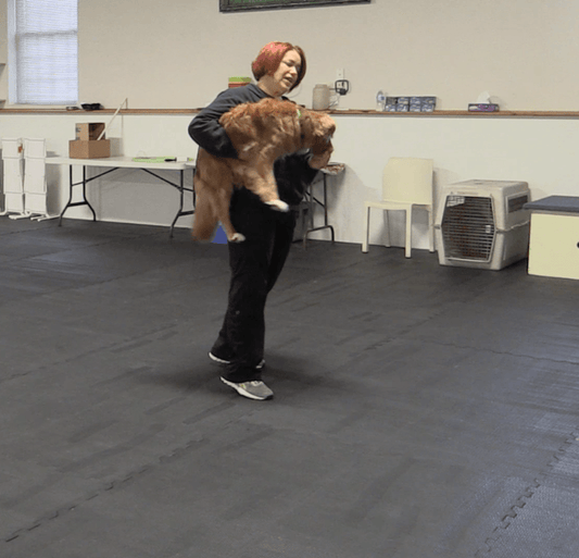Trick Tuesday: Jump into my arms - McCann Professional Dog Trainers