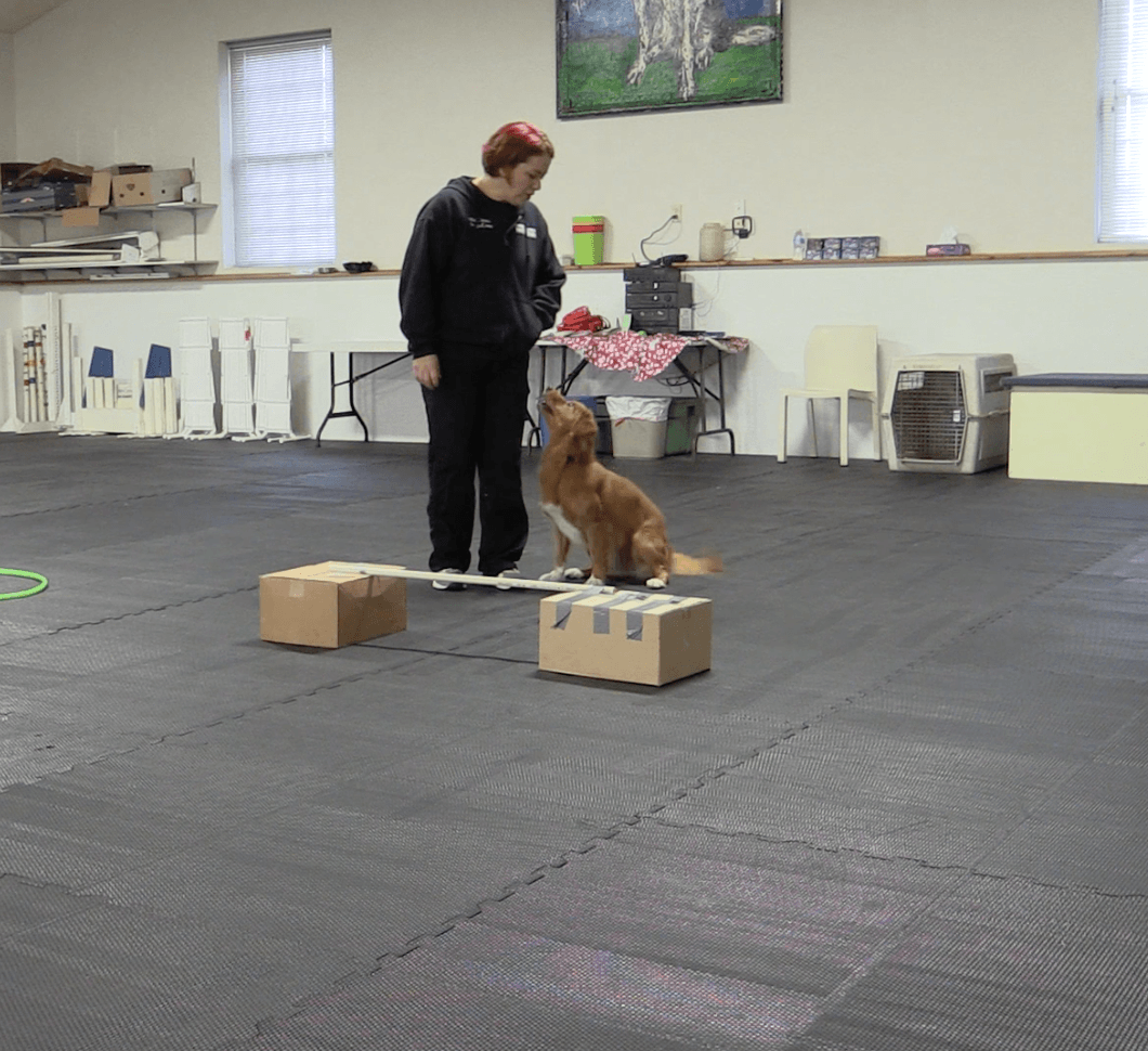Trick Tuesday: Jumping Skills - McCann Professional Dog Trainers