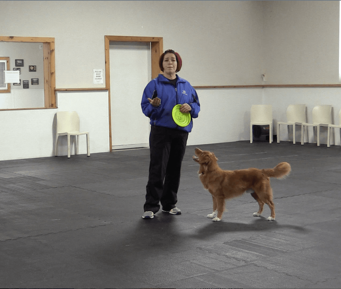 Trick Tuesday: More Frisbee Skills – Teaching “Take” - McCann Professional Dog Trainers
