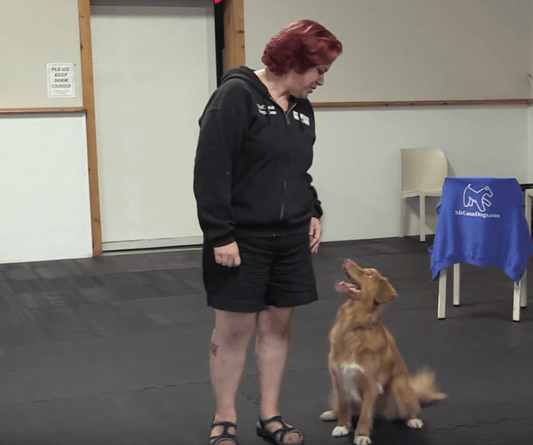 Trick Tuesday: Rollover - McCann Professional Dog Trainers