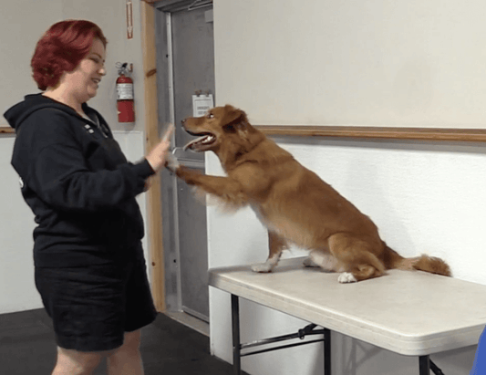 Trick Tuesday: Shake-a-Paw, High 5 & Wave! - McCann Professional Dog Trainers